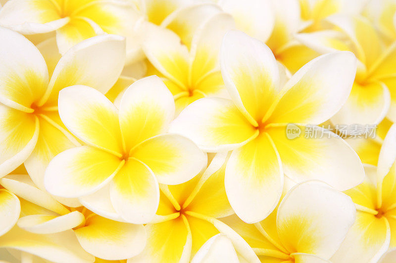 背景Frangipanies (plumeria)